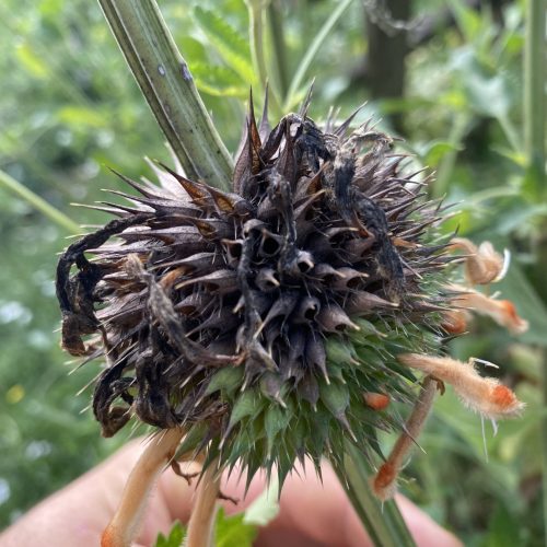 Mûrissement progressive de l’inflorescence