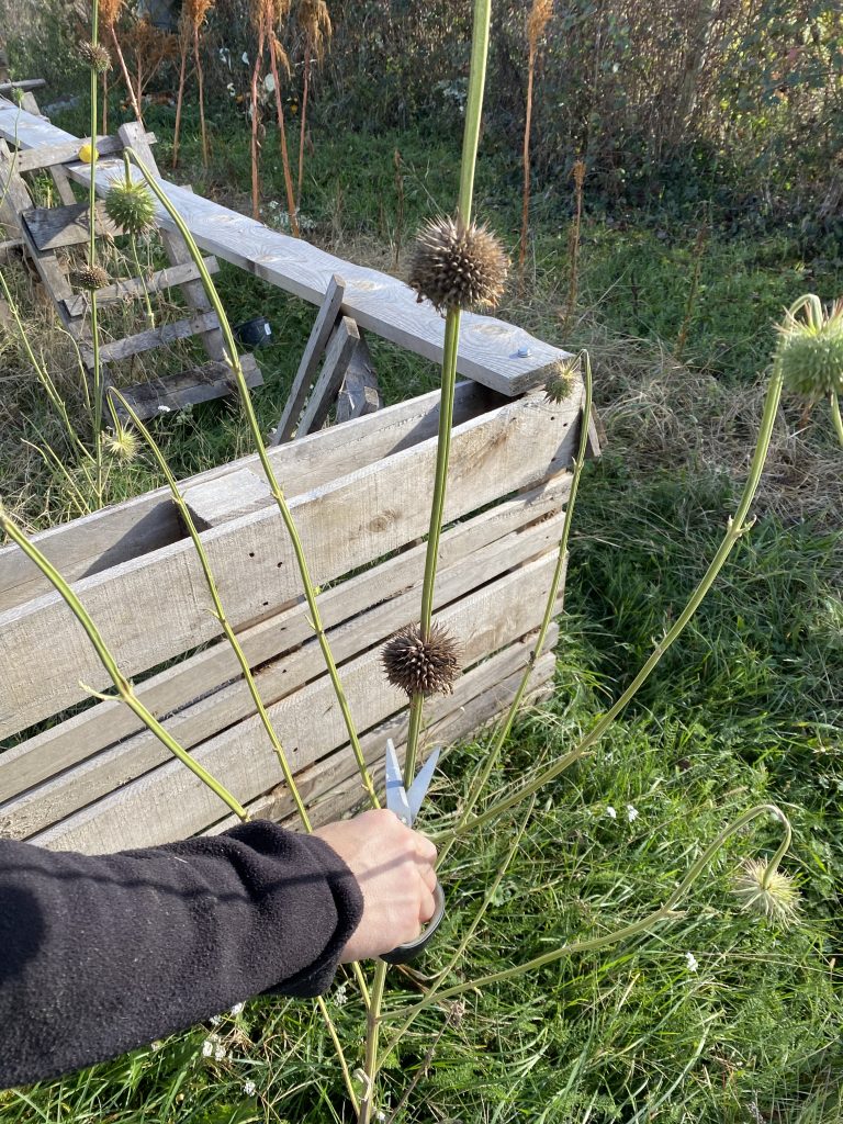 Inflorescences prête à être récoltées