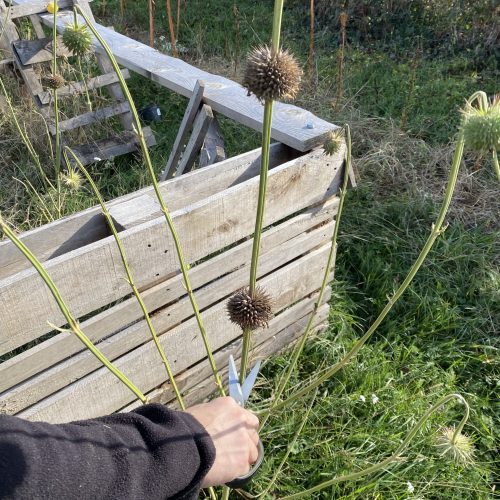 Inflorescences prête à être récoltées