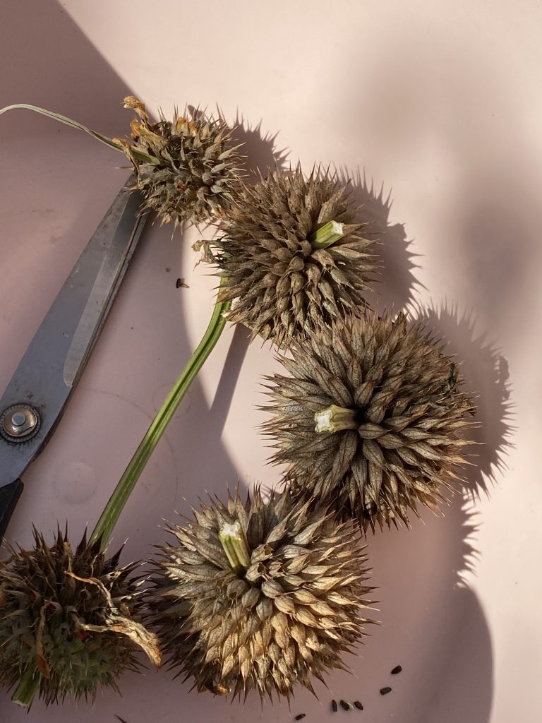 Sortie naturelle des premières graines
