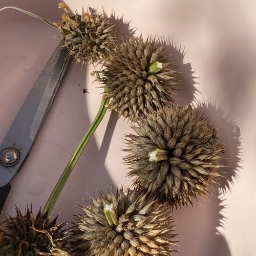 Sortie naturelle des premières graines