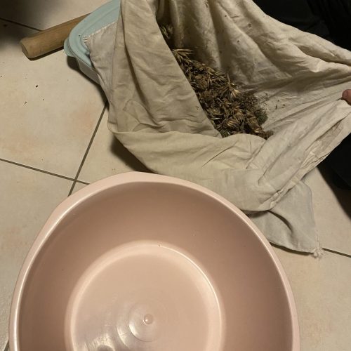 Inflorescences battues dans une taie d’oreiller