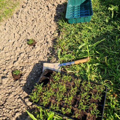 Repiquage en pleine terre tous les 30 cm, le 19 mai