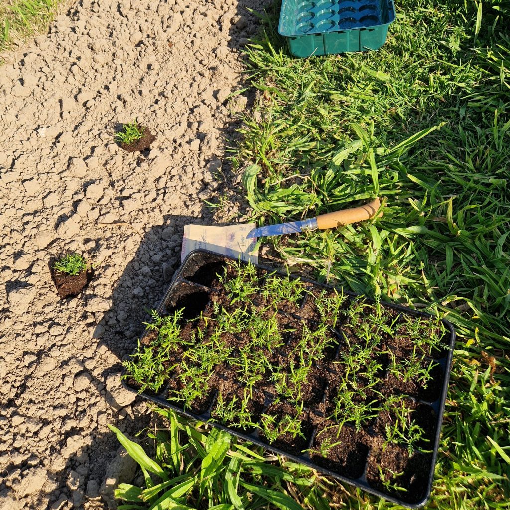 Repiquage en pleine terre tous les 30 cm, le 19 mai