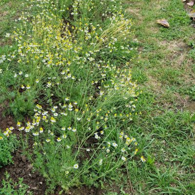 Un beau lit d’inflorescences très parfumées