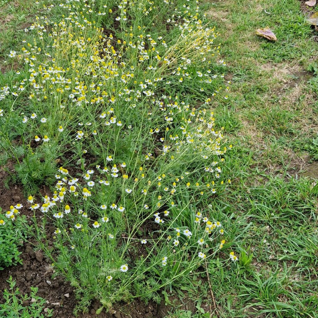 Un beau lit d’inflorescences très parfumées
