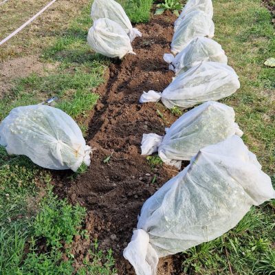 Après pollinisation, Fabien enveloppe les plants en entier