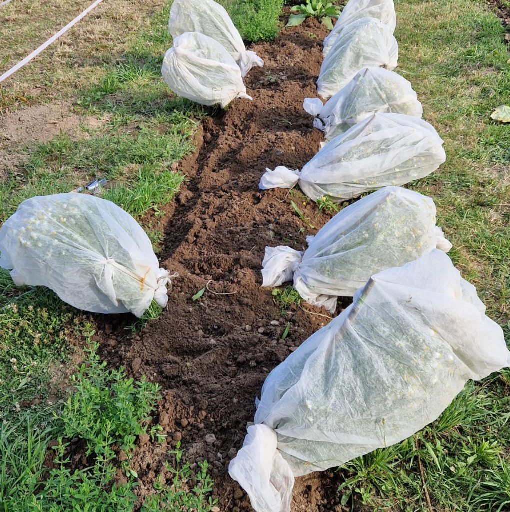 Après pollinisation, Fabien enveloppe les plants en entier