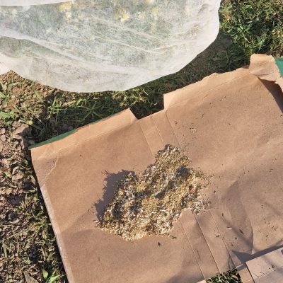 Récupération du mélange de fleurs fanées et de graines