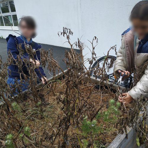 Récolte des gousses refermant 2 à 9 graines chacune