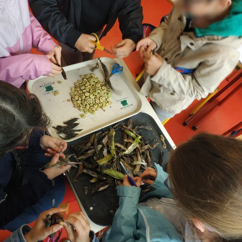 Extraction des graines : un travail d’équipe !