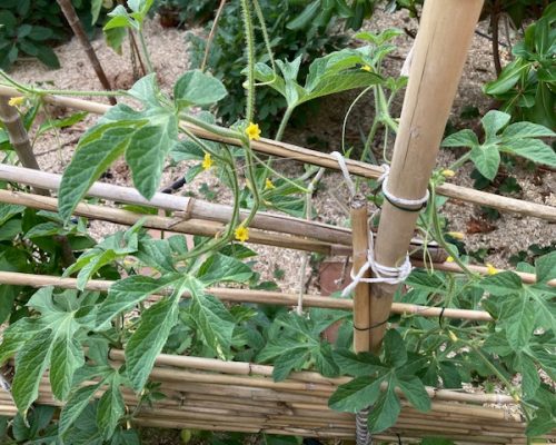 Isabelle a repiqué certains plants en grande jardinière et d’autres directement en pleine terre