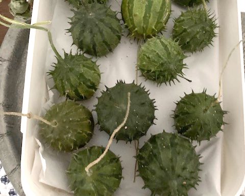 La récolte d’Isabelle, issue de son jardin urbain situé à Nîmes