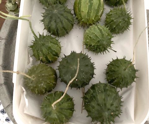 La récolte d’Isabelle, issue de son jardin urbain situé à Nîmes