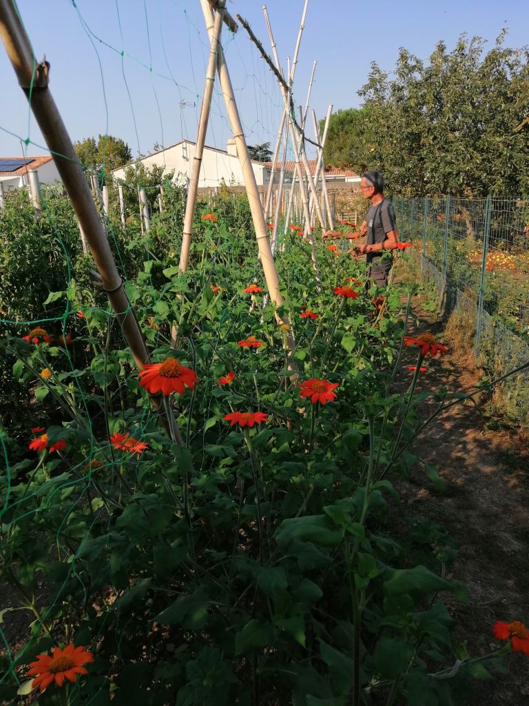 Jean-François contemple la multitude d’inflorescences de tithonia