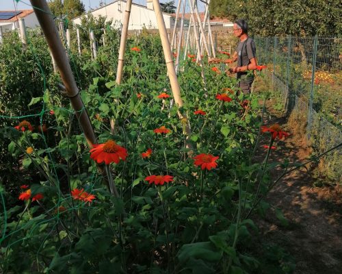 Jean-François contemple la multitude d’inflorescences de tithonia