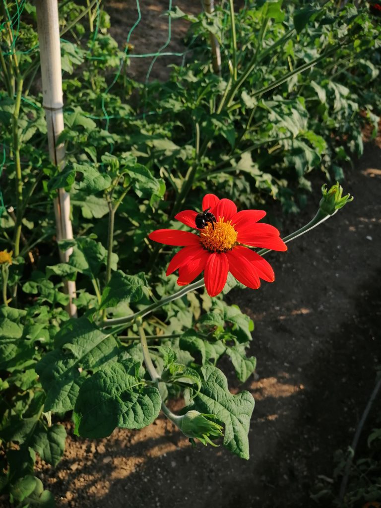 L’éclatante floraison attire les insectes pollinisateurs