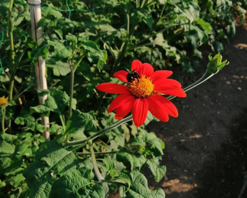 L’éclatante floraison attire les insectes pollinisateurs