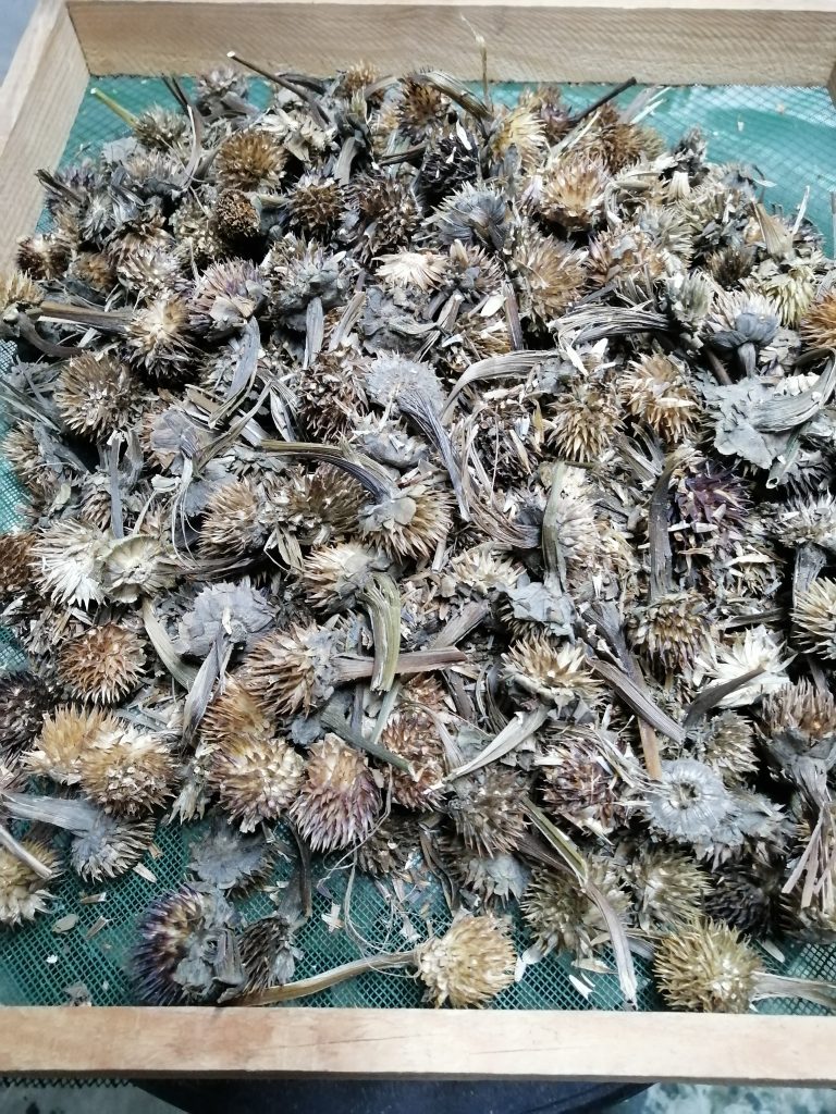 Récolte des inflorescences brunes et sèches de tithonia
