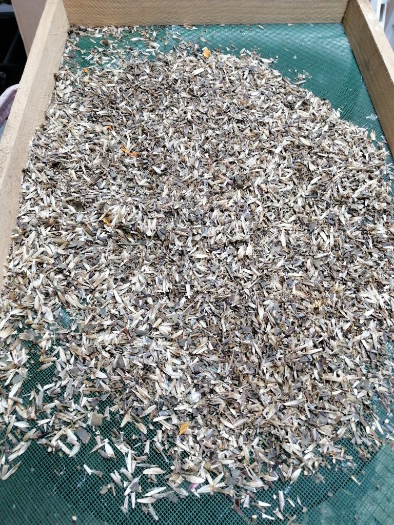 Extraction des graines présentes au fond de chaque fleur