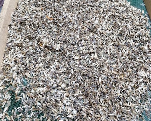 Extraction des graines présentes au fond de chaque fleur