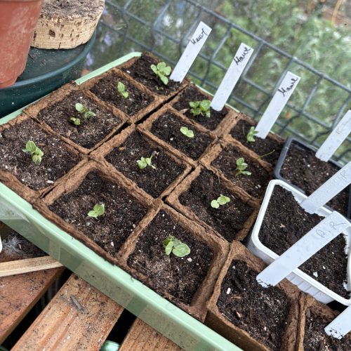 Jeunes plantules de mauve