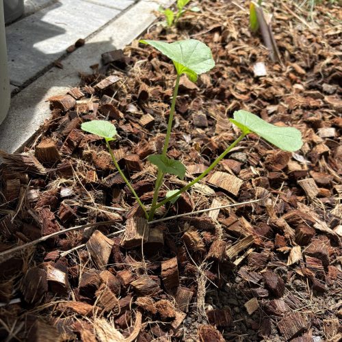 Repiquage des plants en pleine terre