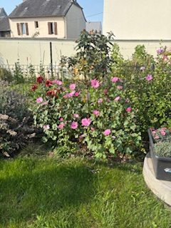 La mauve s’associe aussi bien dans le jardin potager que d’ornement