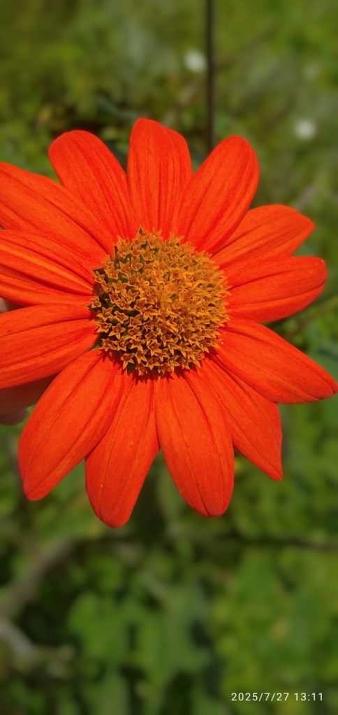 L’inflorescence de tithonia, composée de plusieurs centaines de fleurons réunis sur un même réceptacle