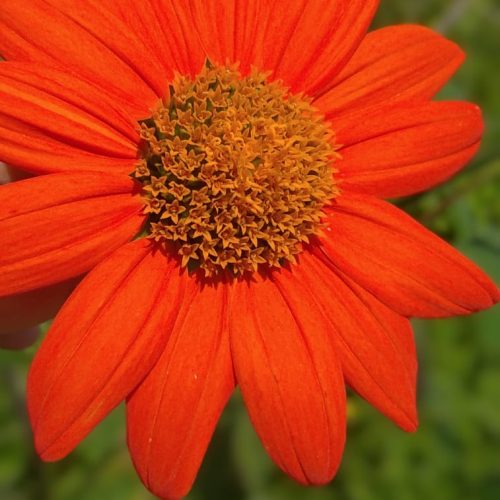 L’inflorescence de tithonia, composée de plusieurs centaines de fleurons réunis sur un même réceptacle