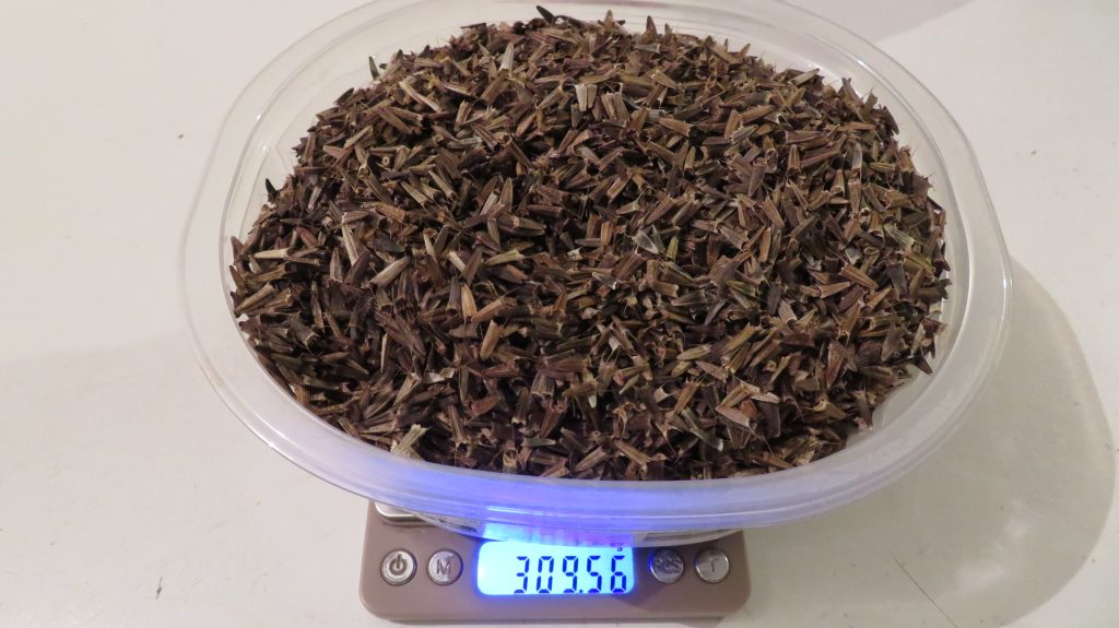Laurent a récolté pas moins de 300 grammes de graines de tithonia