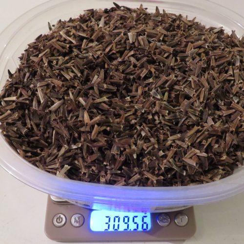 Laurent a récolté pas moins de 300 grammes de graines de tithonia