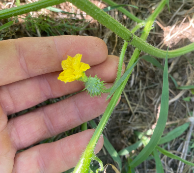 Fleur femelle de Kiwano de Zambię