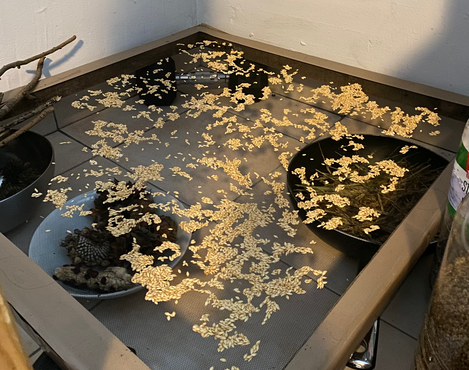 Séchage des semences sur un tamis