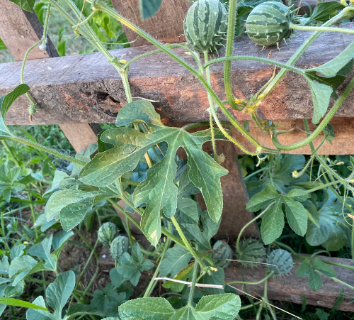 Système de tuteurage fabriqué par Maya à partir de palettes