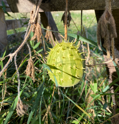Fruit mûr de Kiwano de Zambie
