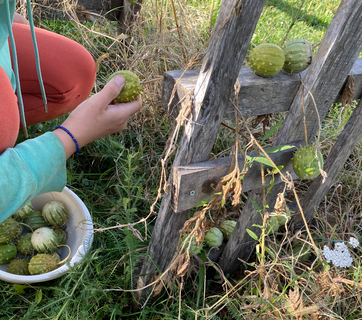 Récolte des fruits complètement murs