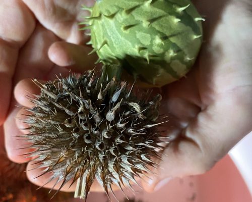 Kiwano de Zambie et inflorescence sèche de léonotis