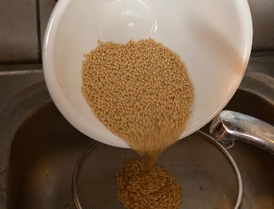Récupération des semences à l’aide d’une passoire