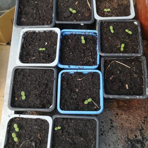 Apparition des cotylédons