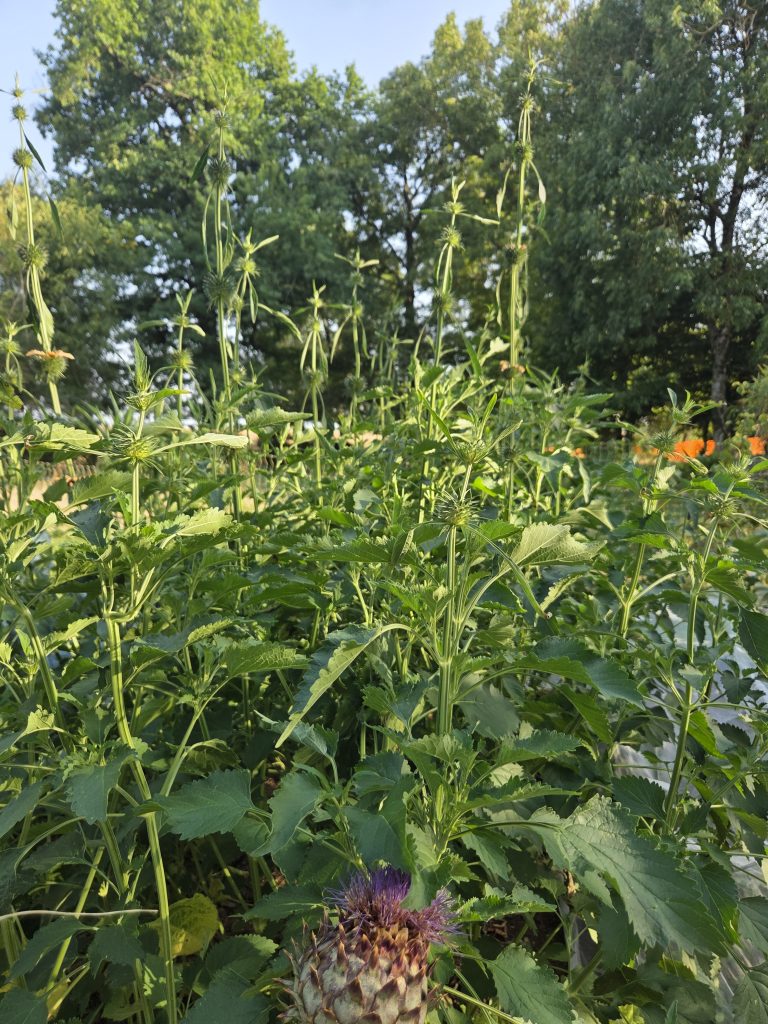Plante herbacée non ramifiée, la tige principale croit rapidement et peut atteindre de 1 à 3 m de hauteur