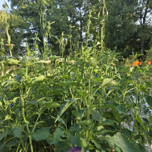 Plante herbacée non ramifiée, la tige principale croit rapidement et peut atteindre de 1 à 3 m de hauteur