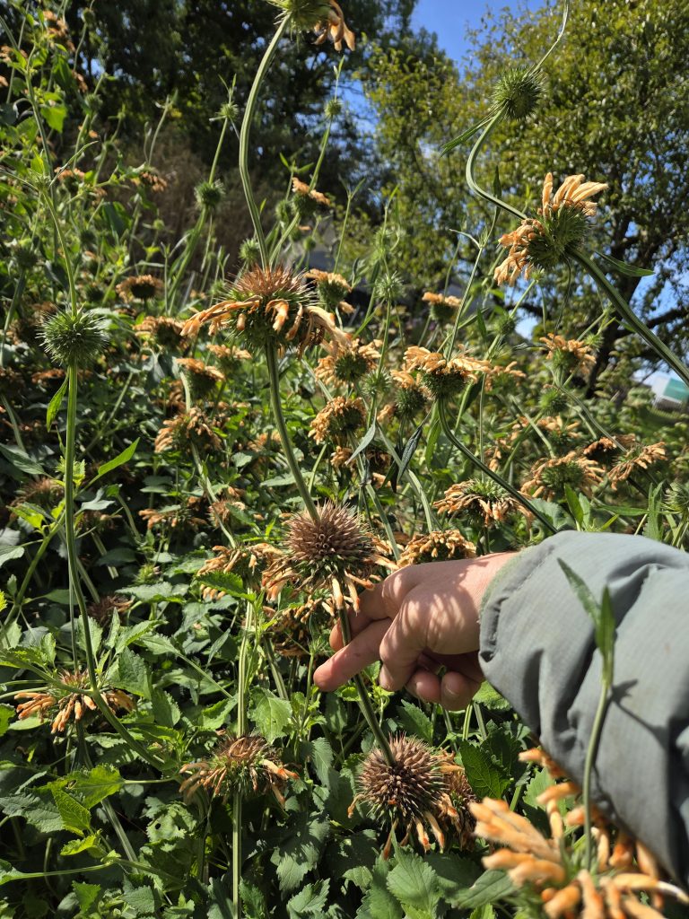 De nouvelles inflorescences apparaissent au-dessus des plus anciennes, au fur et à mesure que la tige s’élève vers le ciel