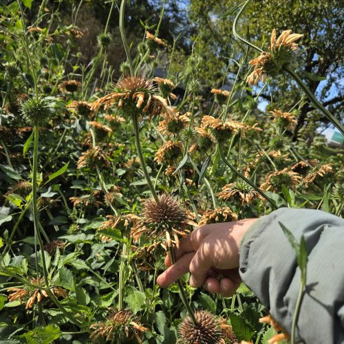 De nouvelles inflorescences apparaissent au-dessus des plus anciennes, au fur et à mesure que la tige s’élève vers le ciel