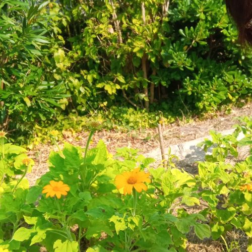 Le fruit allongé, pointu, côtelé et en forme d’étoile, renferme généralement 5 rangées de graines