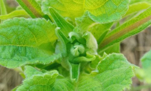 Formation des fleurs