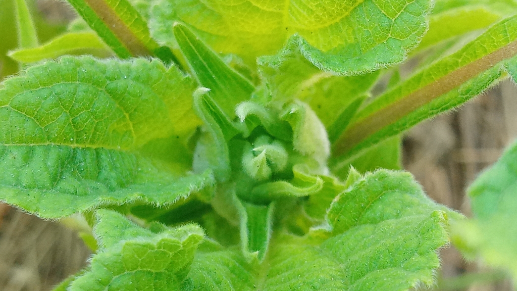 Formation des fleurs