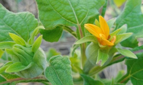 Apparition des pétales