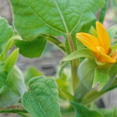 Apparition des pétales