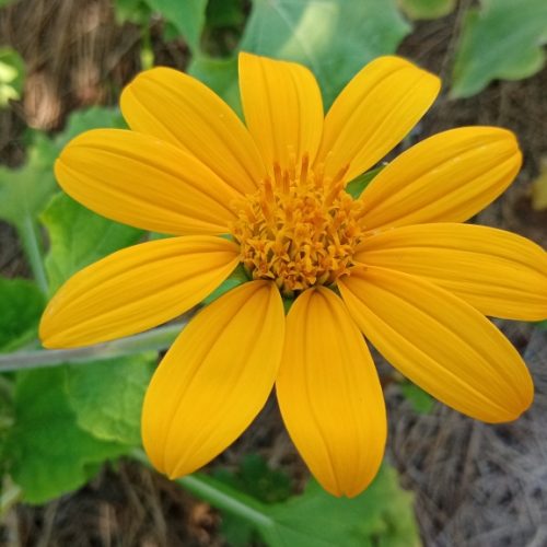 Le disque central est constitué de centaine de fleurons tubulés et hermaphrodites